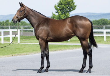 4月8日の阪神穴馬推奨と阪神牝馬ステークス