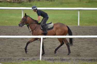 エーデルブルーメ　10/2中京5レース芝2000m　新馬戦チャレンジ