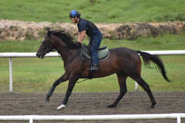 カミニートデルレイ　10/30東京5R
