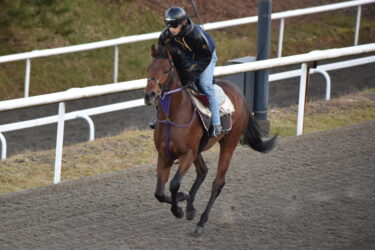 パンドレア　新馬戦チャレンジ 12/18阪神1400m