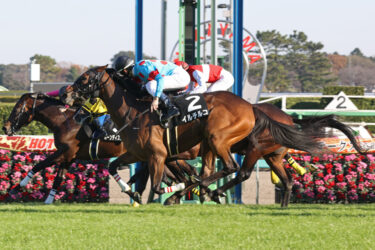 若竹賞　最終見解　買い目